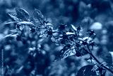 preview cold