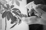preview bw