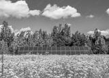 preview bw