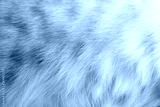 preview cold