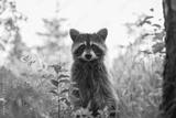 preview bw