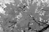 preview bw