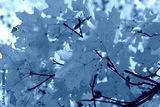 preview cold