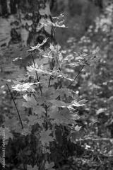 preview bw