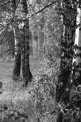 preview bw