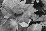 preview bw