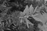 preview bw