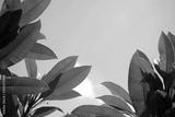 preview bw