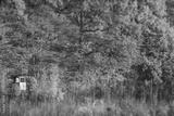 preview bw