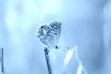 preview cold