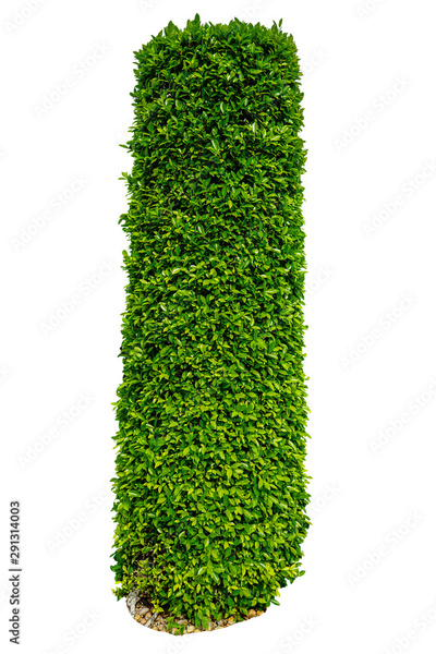 image to crop