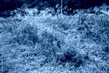 preview cold