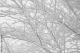 preview bw