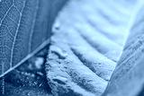 preview cold