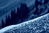 preview cold