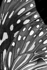 preview bw