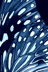 preview cold