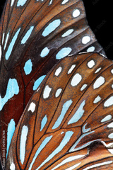 preview original