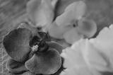 preview bw