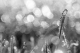 preview bw