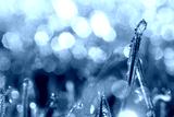 preview cold