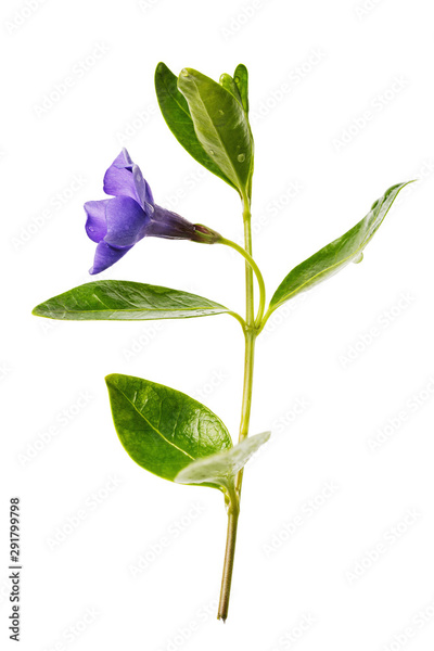 image to crop