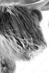 preview bw