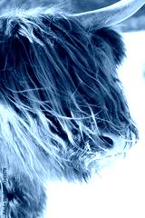 preview cold