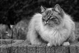 preview bw