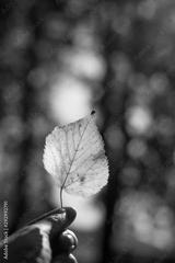 preview bw