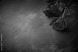 preview bw