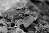 preview bw