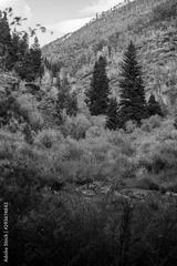 preview bw