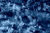 preview cold