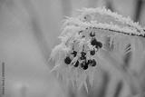 preview bw