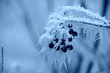 preview cold