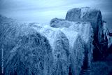 preview cold