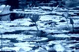 preview cold