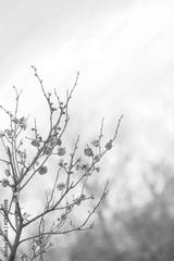 preview bw