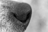 preview bw