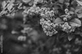 preview bw