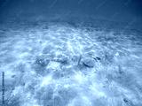 preview cold