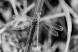 preview bw