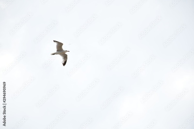 image to crop