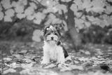 preview bw