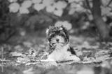 preview bw