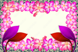 preview original