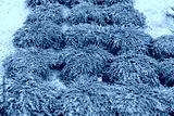 preview cold