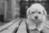 preview bw