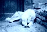 preview cold